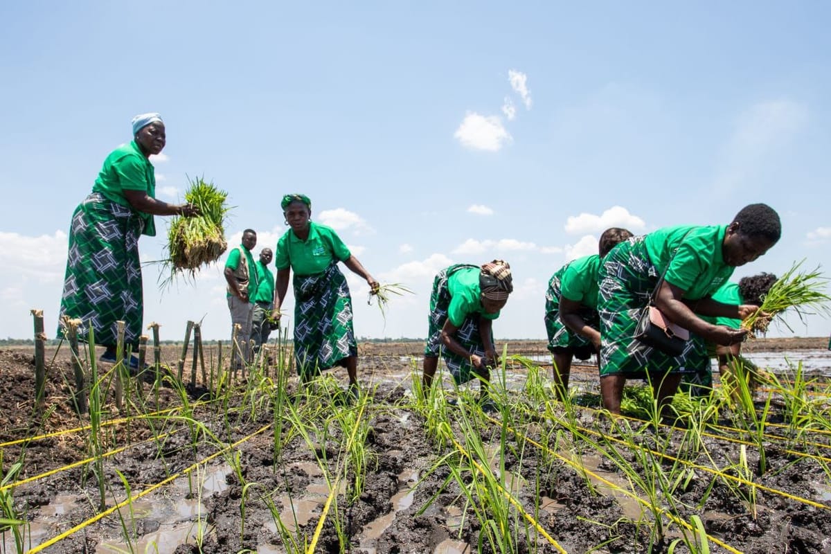 A bull in a rice shop