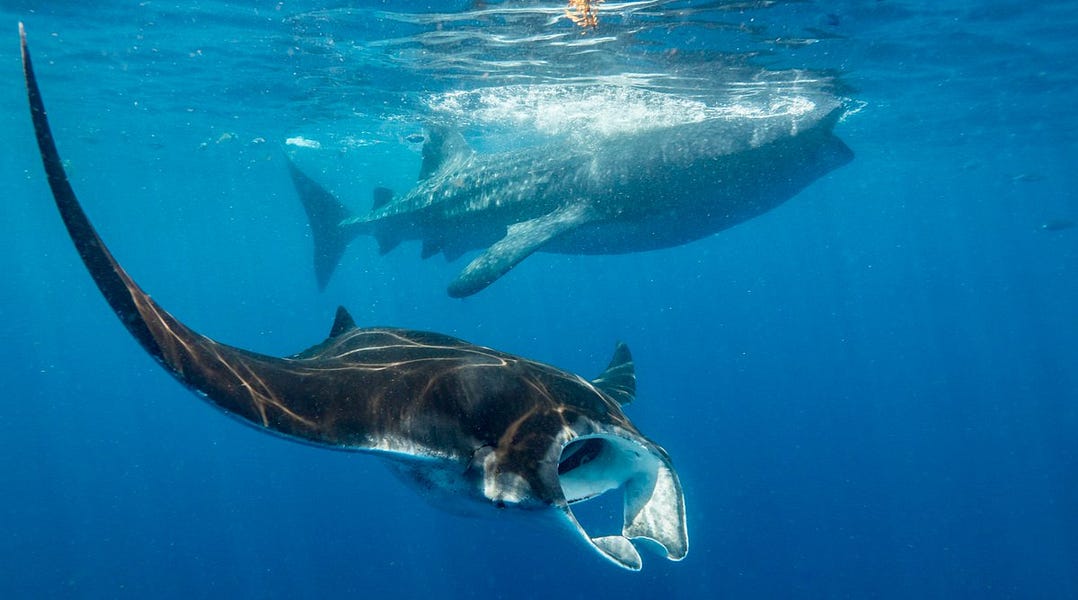 President Filipe Nyusi meets Tanzania's president Magufuli; Covid-19 situation worsens in Mozambique