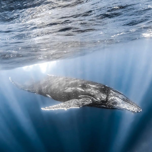 Insurgents burn village in Mocímboa da Praia district; Rio Tinto to start mineral sand mining in Inhambane this year